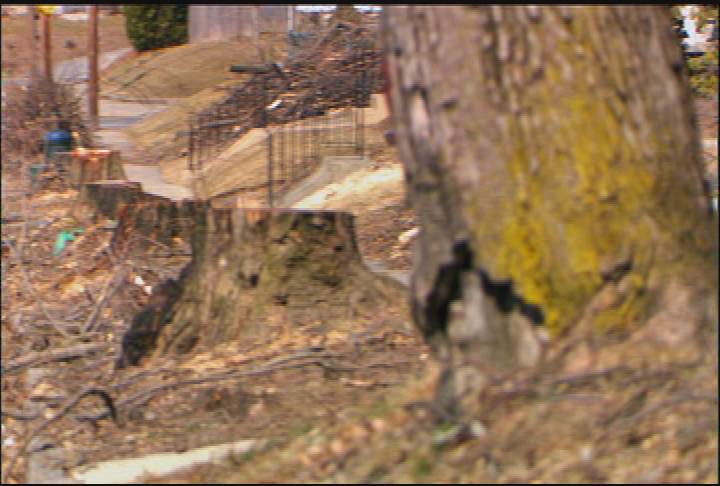 Thumbnail image for "'Lurking In The Trees' -- the Asian Longhorned Beetle in Massachusetts."