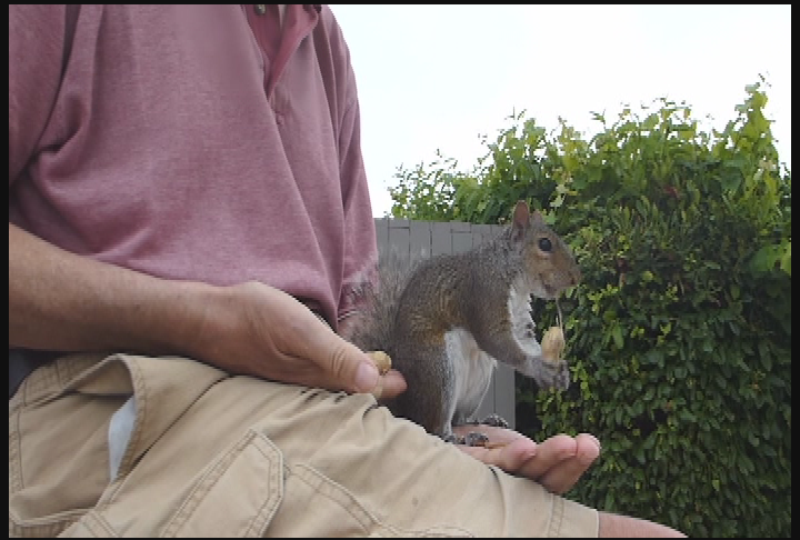 Thumbnail image for "Squirrel Whisperer," a film by Bill Spicer.