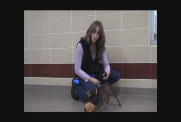 Thumbnail image for PSA.  Berkshire Humane Society 'Featured Dogs, March, 2012.'