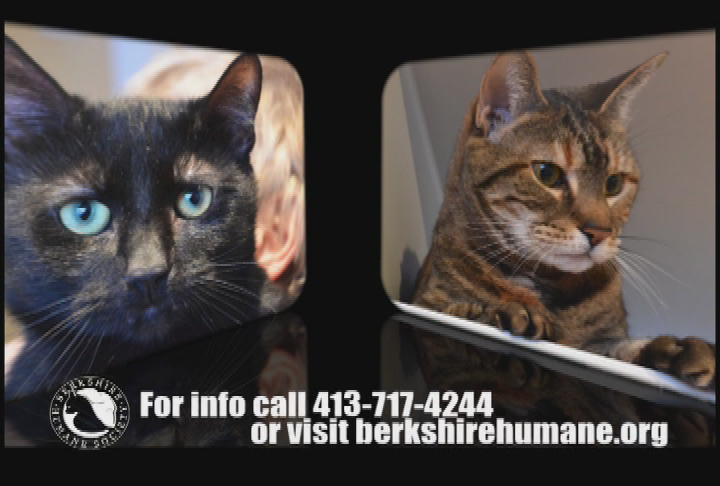 Thumbnail image for 'Purr Wag Adopt ... With the Berkshire Humane Society.'  'Episode #07:  Feline Services.'