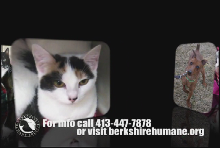 Thumbnail image for 'Purr Wag Adopt ... With the Berkshire Humane Society.'  'Episode #12:  Camp Humane; Caruso & Prince.'