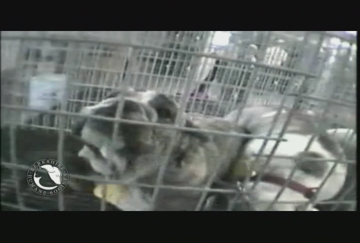 Thumbnail image for 'Purr Wag Adopt ... With the Berkshire Humane Society.'  'Episode #19:  PupQuest, with guest Lorna Grande, DVM.'