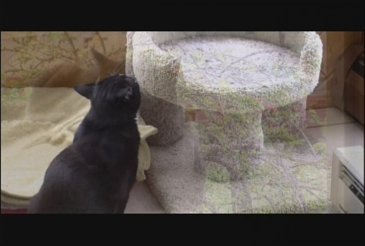 Thumbnail image for "Purr Wag Adopt ... With the Berkshire Humane Society."  "Episode #23"