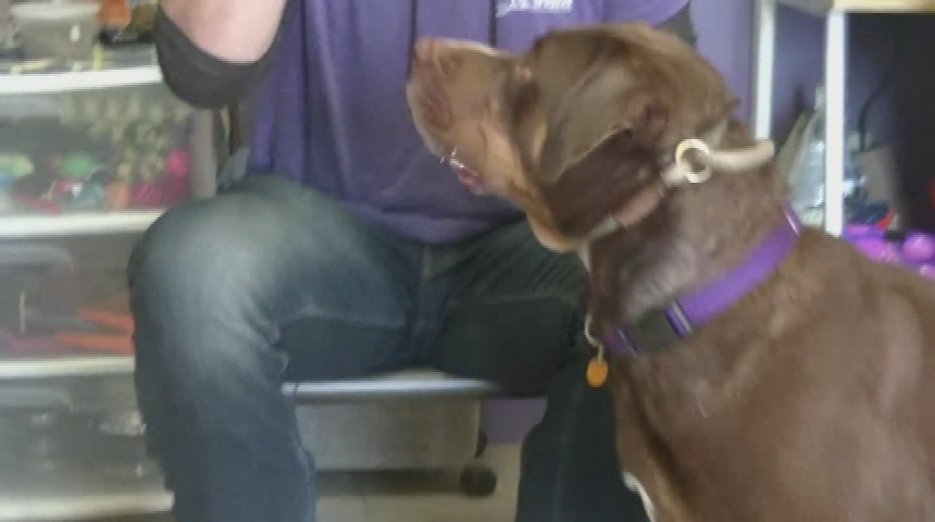 Thumbnail image for "'Paws 4 Adoption,' presented by Eleanor Sonsini Animal Shelter."