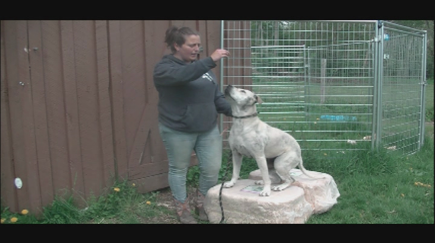Thumbnail image for "'Paws 4 Adoption,' presented by Eleanor Sonsini Animal Shelter."