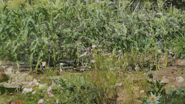 Thumbnail image for "Performances To Start A Parade By."