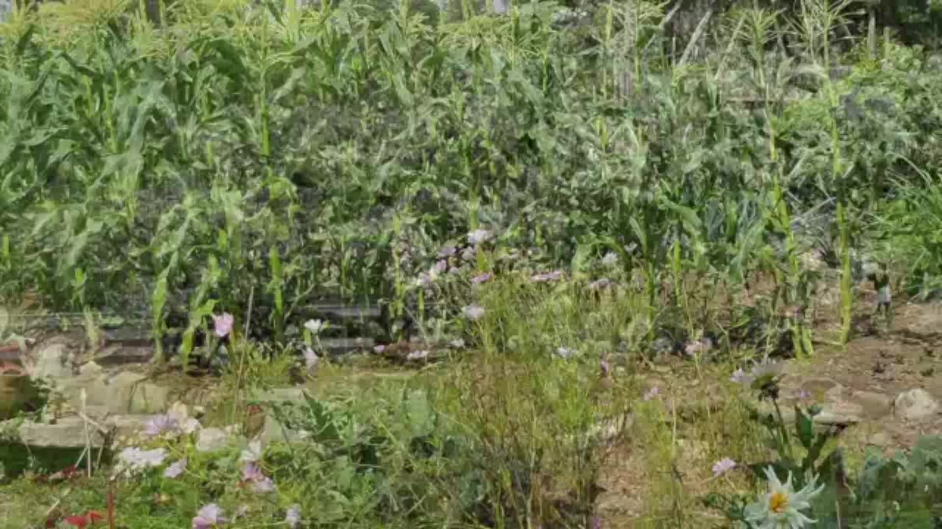 Thumbnail image for The Folklore Gardener, with Sam Bittman.  01.