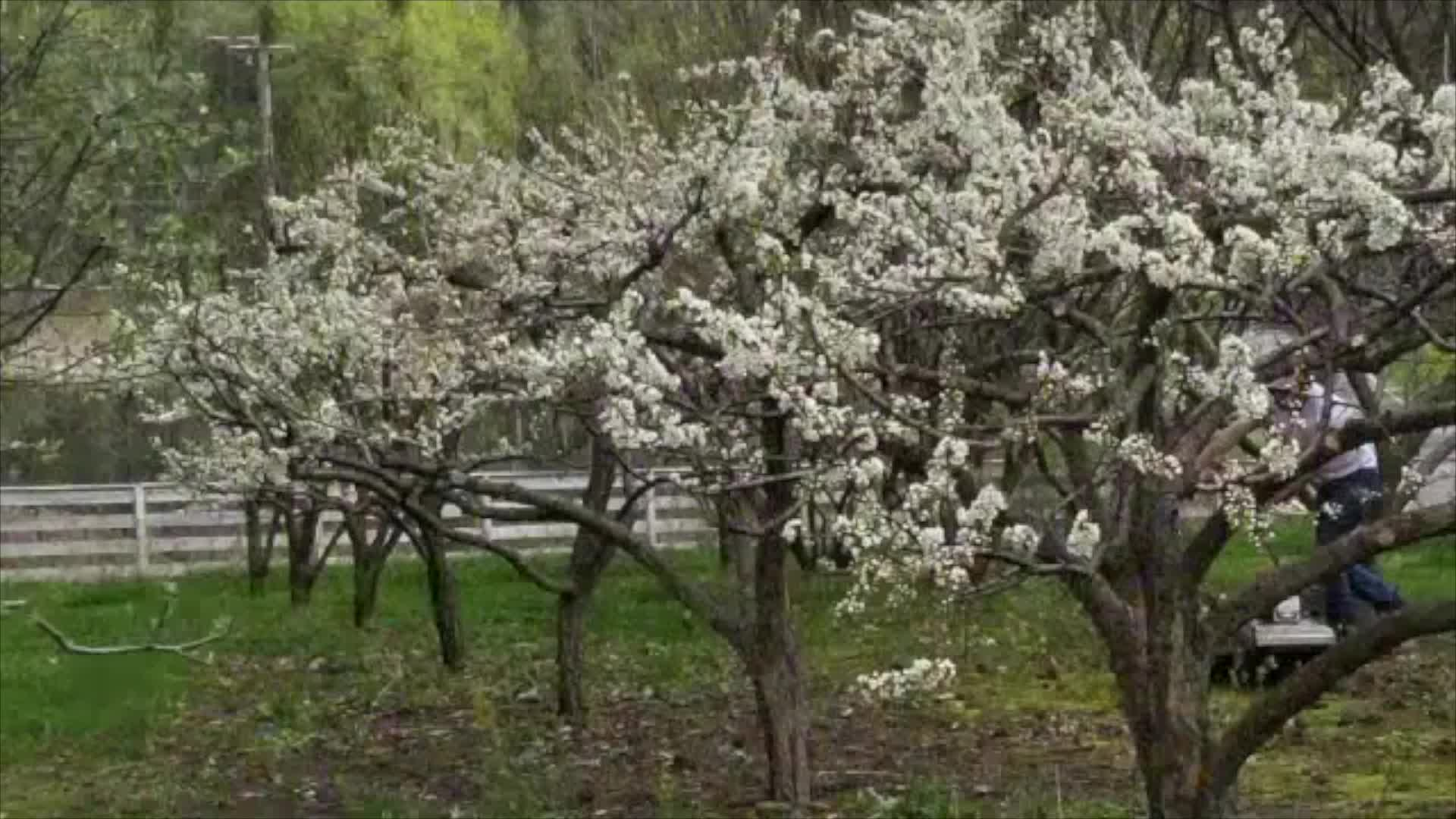 Thumbnail image for The Folklore Gardener, with Sam Bittman.  09.