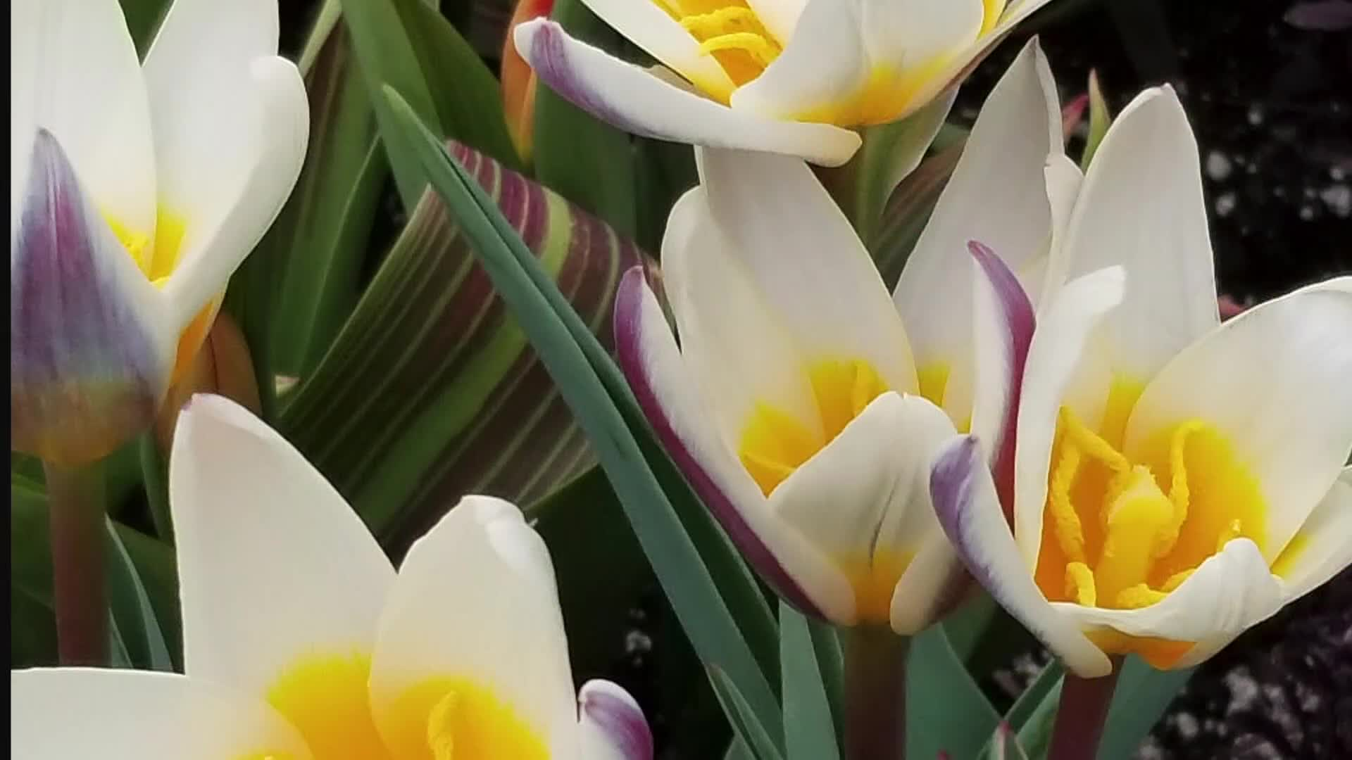 Thumbnail image for The Folklore Gardener, with Sam Bittman.  05.