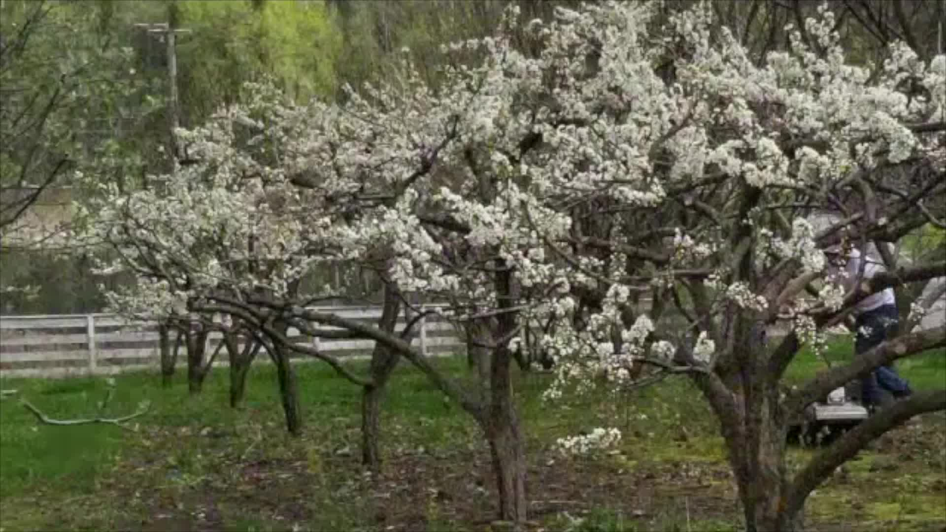Thumbnail image for The Folklore Gardener, with Sam Bittman.  08.